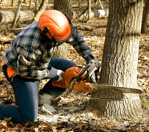 Tree Removal in Kinross, MI